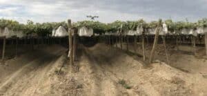 Caso de éxito: una reducción del 42% en los costos de fumigación gracias al uso de drones